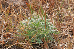 Lupinus lepidus utahensis