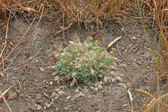 Lupinus lepidus utahensis