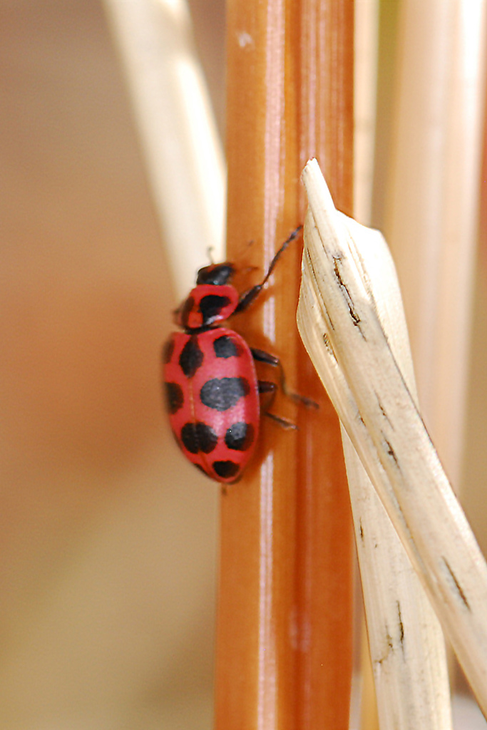 Spotted Lady Beetle