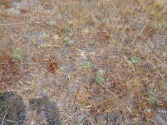 Lupinus lepidus utahensis