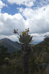 Espeletia barclayana