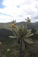 Espeletia barclayana