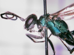 Auplopus architectus