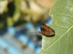 Euthalia aconthea