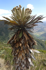 Espeletia guacharaca