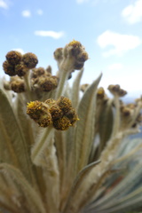 Espeletia guacharaca