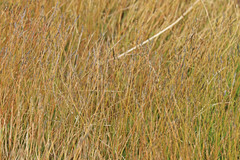 Muhlenbergia filiformis