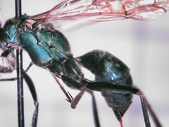 Auplopus architectus