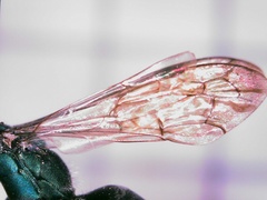 Auplopus architectus