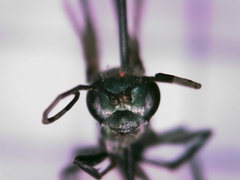 Auplopus architectus