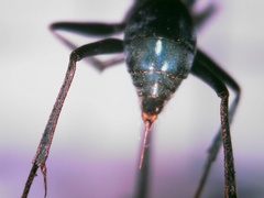 Auplopus architectus