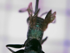 Auplopus architectus