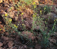 Medicago cancellata
