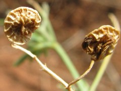 Medicago cancellata