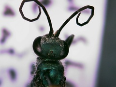 Auplopus architectus