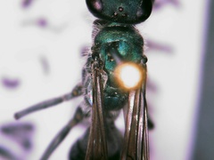 Auplopus architectus