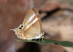 Abisara savitri