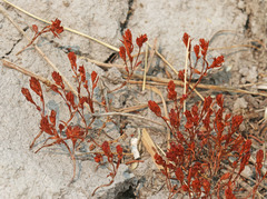 Polygonum polygaloides kelloggii