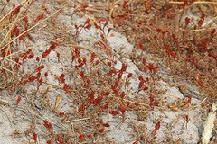 Polygonum polygaloides kelloggii