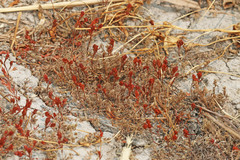 Polygonum polygaloides kelloggii