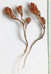 Polygonum polygaloides kelloggii