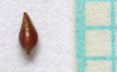 Polygonum polygaloides kelloggii