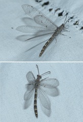 Neuroleon egenus