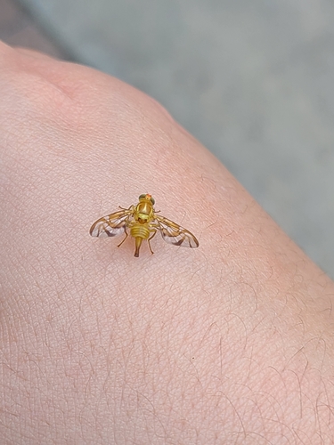 Mexican Fruit Fly photo 3
