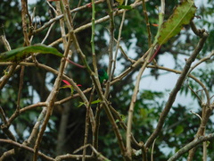 Saucerottia cyanifrons