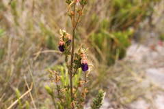 Brachyotum strigosum