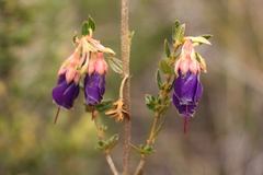 Brachyotum strigosum