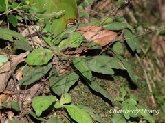 Staurogyne concinnula