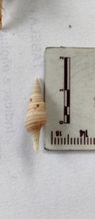 Polystira formosissima