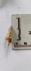 Polystira formosissima