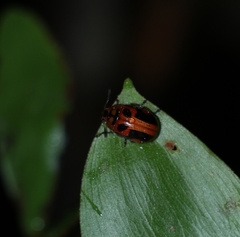 Calomela crassicornis