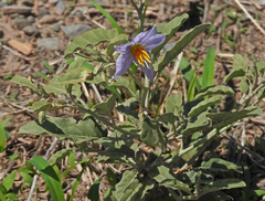 Solanum juvenale