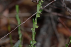 Phyllanthus hirtellus