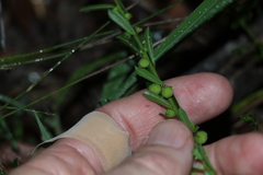 Phyllanthus hirtellus