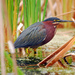 Green Heron - Photo (c) Tom Kennedy, some rights reserved (CC BY-NC), uploaded by Tom Kennedy