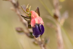 Brachyotum strigosum