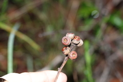 Eucalyptus acmenoides