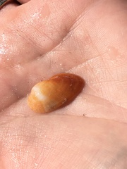 Barbatia domingensis