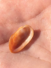 Barbatia domingensis