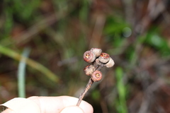Eucalyptus acmenoides