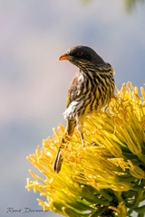 Dulus dominicus