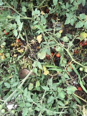 Solanum lycopersicum
