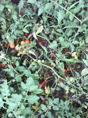 Solanum lycopersicum