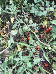 Solanum lycopersicum