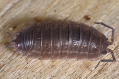 Lucasioides altaicus