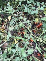 Solanum lycopersicum